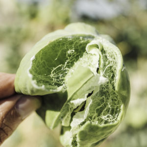 Arara fruit