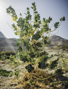 Arara tree at Ein Ghedi